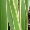 Phormium Cookianum Tricolor - Lin Des Montagnes -Boutique Pafurme Phormium Tricolor 83432 1