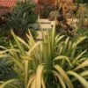 Phormium Tenax Yellow Wave - Lin De Nouvelle-Zélande 1 Phormium Tenax Yellow Wave - Lin De Nouvelle-Zélande -Boutique Pafurme Phormium Yellow Wave 83433 1