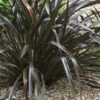 Phormium Cookianum Black Adder - Lin Des Montagnes. -Boutique Pafurme Phormium cookianum Black adder 83417 1