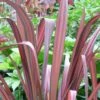 Phormium Tenax Evening Glow - Lin De Nouvelle-Zélande -Boutique Pafurme Phormium tenax Evening Glow 83430 1