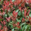 Photinia Little Red Robin -Boutique Pafurme Photinia Fraseri Little Red Robin 781765 1