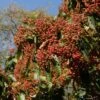 Photinia Beauverdiana Var. Notabilis -Boutique Pafurme Photinia beauverdiana var notabilis 87148 1
