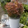 Photinia Fraseri Chico -Boutique Pafurme Photinia fraseri Chico 85646 1