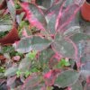 Photinia Fraseri Louise -Boutique Pafurme Photinia fraseri Louise 85797 1