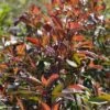 Photinia Fraseri Red Ballcoon -Boutique Pafurme Photinia fraseri Red Ballcoon V 19040 1