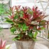 Photinia Fraseri Red Light -Boutique Pafurme Photinia fraseri Red Light copyright 17929 1