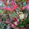 Photinia Fraseri Baton Rouge 1 Photinia Fraseri Baton Rouge -Boutique Pafurme Photinia x fraseri Baton Rouge copyright 1007582 1