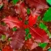 Photinia X Fraseri Magical Volcano -Boutique Pafurme Photinia x fraseri Magical Volcano 100158 1
