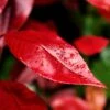 Photinia X Fraseri Nana -Boutique Pafurme Photinia x fraseri Nana Photinia nain copyright 8893811 1