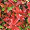 Photinia Fraseri Dicker Toni -Boutique Pafurme Photinia fraseri Dicker Toni 84197 1