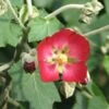 Phymosia Umbellata -Boutique Pafurme Phymosia umbellata 85303 1