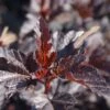 Physocarpus Opulifolius Burgundy Candy -Boutique Pafurme Physocarpus opulifolius Burgundy Candy 100761 1