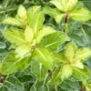 Pittosporum Tenuifolium Gold Star -Boutique Pafurme Pittosporum tenuifolium Gold Star 100800 1