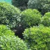 Pittosporum Tobira Nanum -Boutique Pafurme Pittosporum tobira Nanum 781511 1