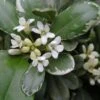 Pittosporum Tobira Variegatum -Boutique Pafurme Pittosporum tobira Variegatum 8897011 1