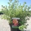 Potentilla Fructicosa Glamour Girl - Potentille Arbustive -Boutique Pafurme Potentilla fructicosa Glamour Girl 85761 1