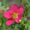 Potentilla Fruticosa Bellissima - Potentille Arbustive -Boutique Pafurme Potentilla fruticosa Bellissima 84463 1