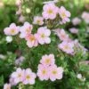 Potentille Arbustive - Potentilla Fruticosa Pink Beauty 2 Potentille Arbustive - Potentilla Fruticosa Pink Beauty -Boutique Pafurme Potentilla fruticosa Pink Beauty 1008131 1