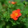 Potentille Arbustive - Potentilla Fruticosa Red Joker -Boutique Pafurme Potentilla fruticosa Red Joker copyright 100814 1