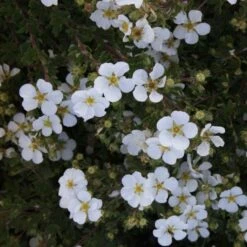 Potentilla Fruticosa White Lady - Potentille Arbustive