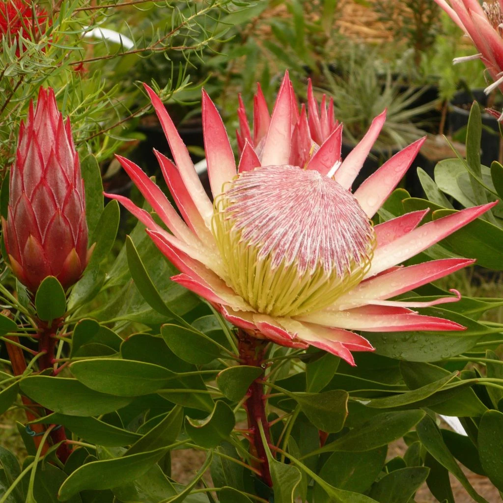 Protea Pink Crown - Protée Hybride 3 Protea Pink Crown - Protée Hybride