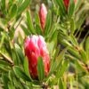 Protea Pink Ice - Protée Hybride -Boutique Pafurme Protea Pink Ice Protee hybride copyright 16690 1