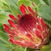 Protea Eximia - Protée à Feuilles Larges -Boutique Pafurme Protea eximia Protee a feuilles larges copyright 16688 1