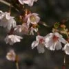 Cerisier à Fleurs Du Japon Nain - Prunus Incisa Mikinori -Boutique Pafurme Prunus incisa Mikinori 84220 1