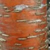Prunus Maackii Amber Beauty - Cerisier De Mandchourie -Boutique Pafurme Prunus maackii Amber Beauty 87317 1
