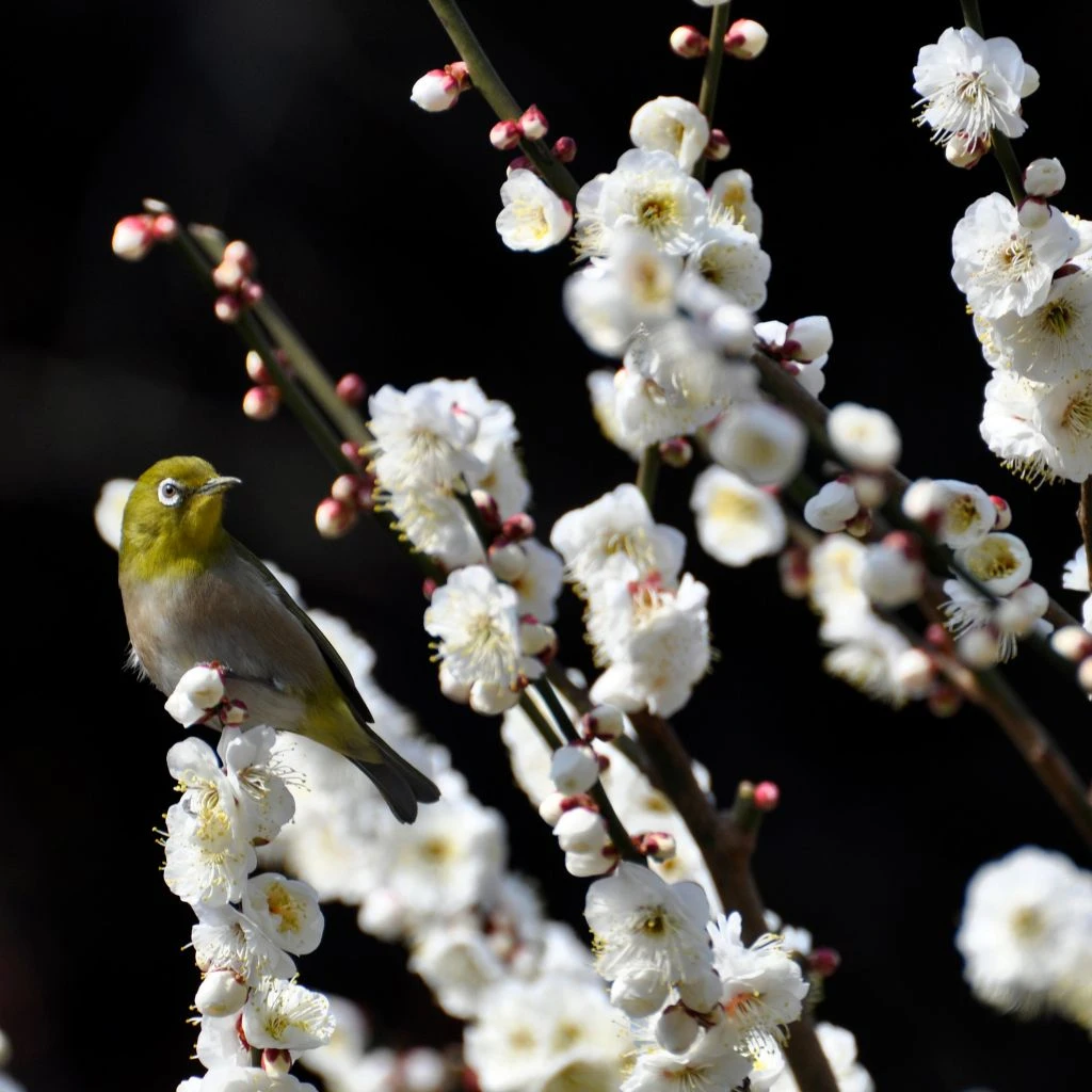 Pêcher à Fleurs - Prunus Persica Taoflora White 3 Pêcher à Fleurs - Prunus Persica Taoflora White