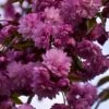 Cerisier à Fleurs - Prunus Serrulata Kiku Shidare Zakura -Boutique Pafurme Prunus serrulata Kiku Shidare Zakura 84231 1