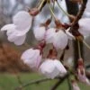 Cerisier à Fleurs Pleureur - Prunus Yedoensis Shidare Yoshino -Boutique Pafurme Prunus yedoensis Shidare Yoshino 84239 1