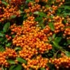 Pyracantha Orange Glow - Buisson Ardent