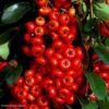 Pyracantha SAPHYR Rouge - Buisson Ardent -Boutique Pafurme Pyracantha SAPHYR Rouge 84242 1