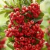 Pyracantha Coccinea Red Star - Buisson Ardent -Boutique Pafurme Pyracantha coccinea Red Star Buisson ardent copyright 17934 1