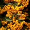 Pyracantha Coccinea Saphyr Jaune - Buisson Ardent 2 Pyracantha Coccinea Saphyr Jaune - Buisson Ardent -Boutique Pafurme Pyracantha coccinea Saphyr Jaune 1001782 1