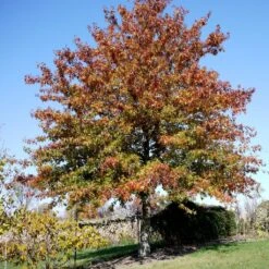 Chêne Des Marais - Quercus Palustris