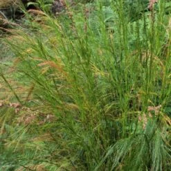 Restio Tetraphyllus - Baloskion Tetraphyllum