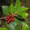 Rhamnus Alaternus - Alaterne 2 Rhamnus Alaternus - Alaterne -Boutique Pafurme Rhamnus alaternus 87333 1