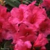 Rhododendron Anna Rose Whitney - Grand Rhododendron -Boutique Pafurme Rhododendron Anna Rose Whitney 84280 1