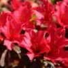 Rhododendron Elizabeth Red Foliage -Boutique Pafurme Rhododendron Elizabeth Red Foliage copyright 1001881 1