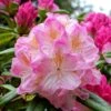 Rhododendron Inkarho Brigitte -Boutique Pafurme Rhododendron Inkarho Brigitte 84261 1
