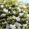 Azalée Du Japon Luzi - Rhododendron Hybride