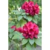 Rhododendron Hybride Moser's Maroon -Boutique Pafurme Rhododendron Moser s Maroon 89065 1