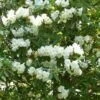 Rhododendron Polar Bear -Boutique Pafurme Rhododendron Polar Bear 84281 1