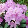 Rhododendron Roseum Elegans - Grand Rhododendron. 2 Rhododendron Roseum Elegans - Grand Rhododendron. -Boutique Pafurme Rhododendron Roseum Elegans 84270 1