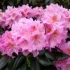 Rhododendron Scintillation -Boutique Pafurme Rhododendron Scintillation copyright 1008441 1