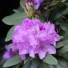 Rhododendron Catawbiense Boursault -Boutique Pafurme Rhododendron catawbiense Boursault AdobeStock 1001951 1