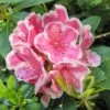 Rhododendron Hybride Janet Ward -Boutique Pafurme Rhododendron hybride Janet Ward 15355 1