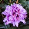 Rhododendron Hybride Kabarett -Boutique Pafurme Rhododendron hybride Kabarett 85064 1